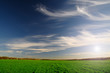 picturesque green field and blue sky