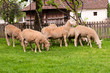 Group of sheeps