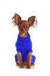 Toy terrier. Russian toy terrier on a white background. Funny li