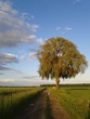 Baum am Wegrand am frühen Abend