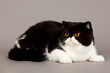 Exotic shorthair cat.  persian cat on grey background