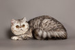 Exotic shorthair cat.  persian cat on grey background