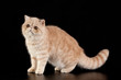 Exotic shorthair cat.  Exotic domestic cat on black background.