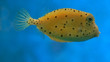 sun fish