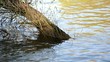 Baum bei Hochwasser unter Wasser