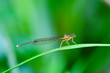 damselfly