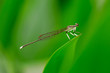 damselfly