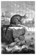 Kangaroo - Kangourou - Macropus Antilopinus