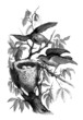 Illustration: Bird's Nest : Blackbird - Merle & Nid - Turdus Iliacus Bird's Nest : Blackbird - Merle & Nid - Turdus Iliacus