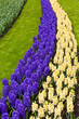 Spring flower.  hyacinth