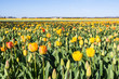 Budding and flowering tulips in different colors