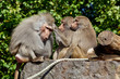 monkey family.