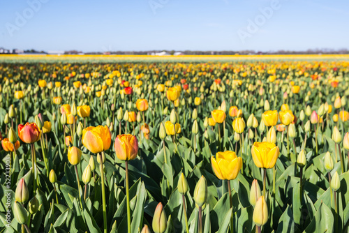 Photo: Budding and flowering tulips in different colors Budding and flowering tulips in different colors