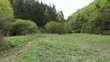 forest glade after rain
