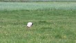stork