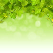 obraz - Bunch of green vin...