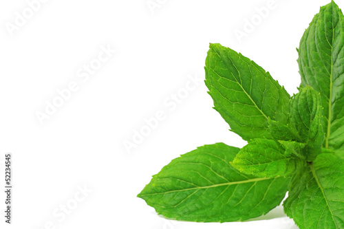 Photo: mint mint