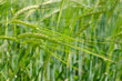Orzo comune