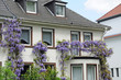 Blauregen