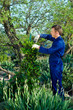 Young man  pruning ivy