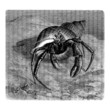 Hermit Crab - Bernard l'Ermite