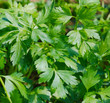 Prezzemolo - Petroselinum hortense