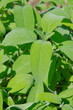 Pianta di Salvia