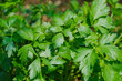 Prezzemolo - Petroselinum hortense