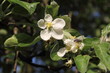 apple groove