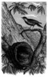 Illustration: Bird & Nest - Oiseau : le Fournier - Furnarius Rufus Bird & Nest - Oiseau : le Fournier - Furnarius Rufus