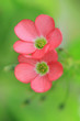 Photo: Lovely fresh summer flowers Lovely fresh summer flowers