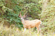 Young mule deer buck with velvet antlers in taiga