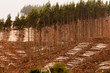 Photo : Vast clearcut Eucalyptus forest for timber harvest Vast clearcut Eucalyptus forest for timber harvest