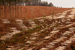 Photo : Vast clearcut Eucalyptus forest for timber harvest Vast clearcut Eucalyptus forest for timber harvest