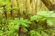 Photo: Lush green NZ fern tree rainforest wilderness Lush green NZ fern tree rainforest wilderness