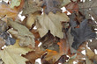 Photo: falling leaves falling leaves