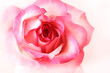 Beautiful pink rose