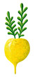 Yellow turnip