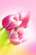 Lovely pink tulips