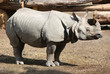 Foto: Panzernashorn Panzernashorn