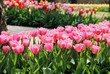 Holland tulip fields