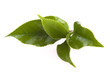 fresh tea leaves isoalted on the white background