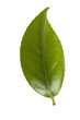 fresh tea leaves isoalted on the white background