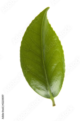 Photo: fresh tea leaves isoalted on the white background fresh tea leaves isoalted on the white background