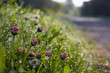 Foto: daisies in the mornig dew daisies in the mornig dew