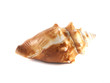 Sea shell isolated on white background.