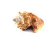 Sea shell isolated on white background.