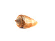 Sea shell isolated on white background.