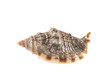 Sea shell isolated on white background.