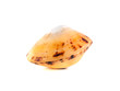 Sea shell isolated on white background.